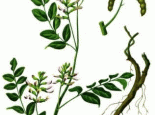 盐池甘草