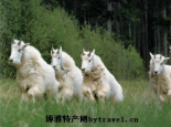 西夏石烤羊