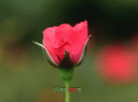 宁夏玫瑰花