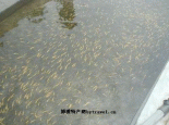 红鳟鱼