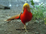 红腹锦鸡