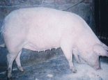 新疆瘦肉型白猪