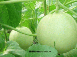 乌尔禾垦区白兰瓜
