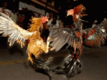 吐鲁番斗鸡