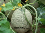 鄯善哈密瓜