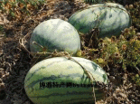 老龙河西瓜