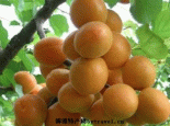 金太阳杏