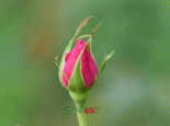 新疆玫瑰花
