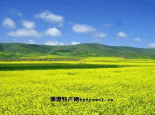 拜城黄油菜