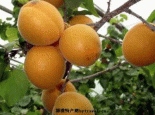 新疆杏子
