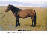 焉耆马