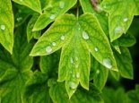 防雷！湖北大部阴雨模式持续 今明天江汉平原等局地有大雨