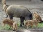 野猪肉怎么做好吃