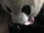 2021年全球首对新生大熊猫双胞胎 工作人员：当前两只幼仔发育良好